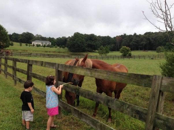 P & G feeding horses