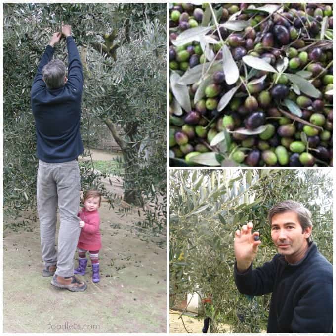 picking olives in italy