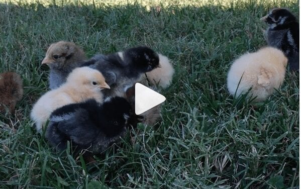 baby chicks before they become backyard chickens