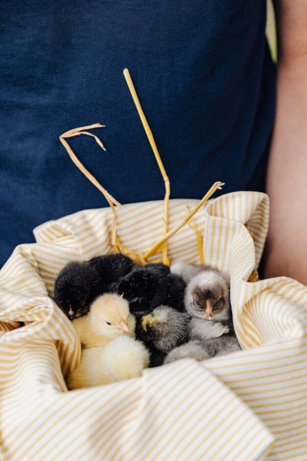 baby chicks, mother's day gift