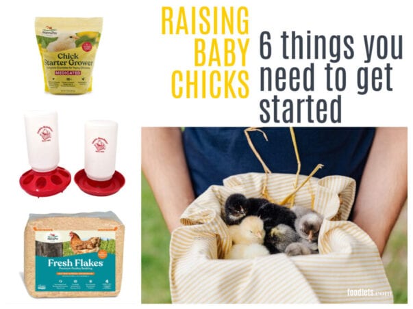 Raising Baby Chicks: 6 Things You Need to Get Started | Foodlets