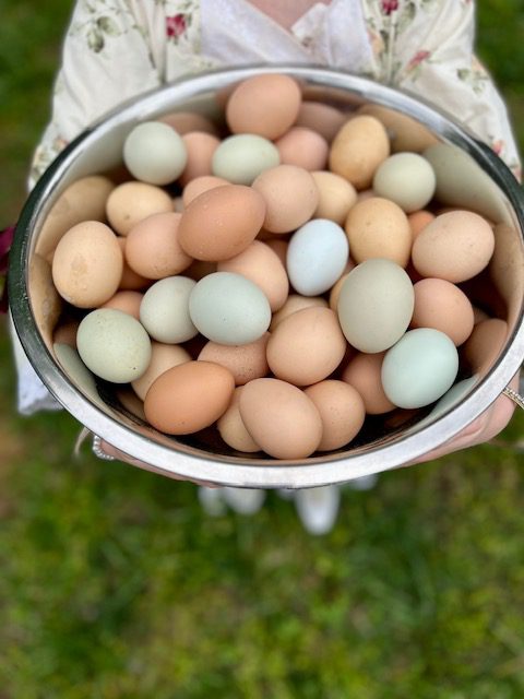 backyard chickens eggs